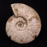 AMMONITE, Cretaceous, Madagascar XAM001