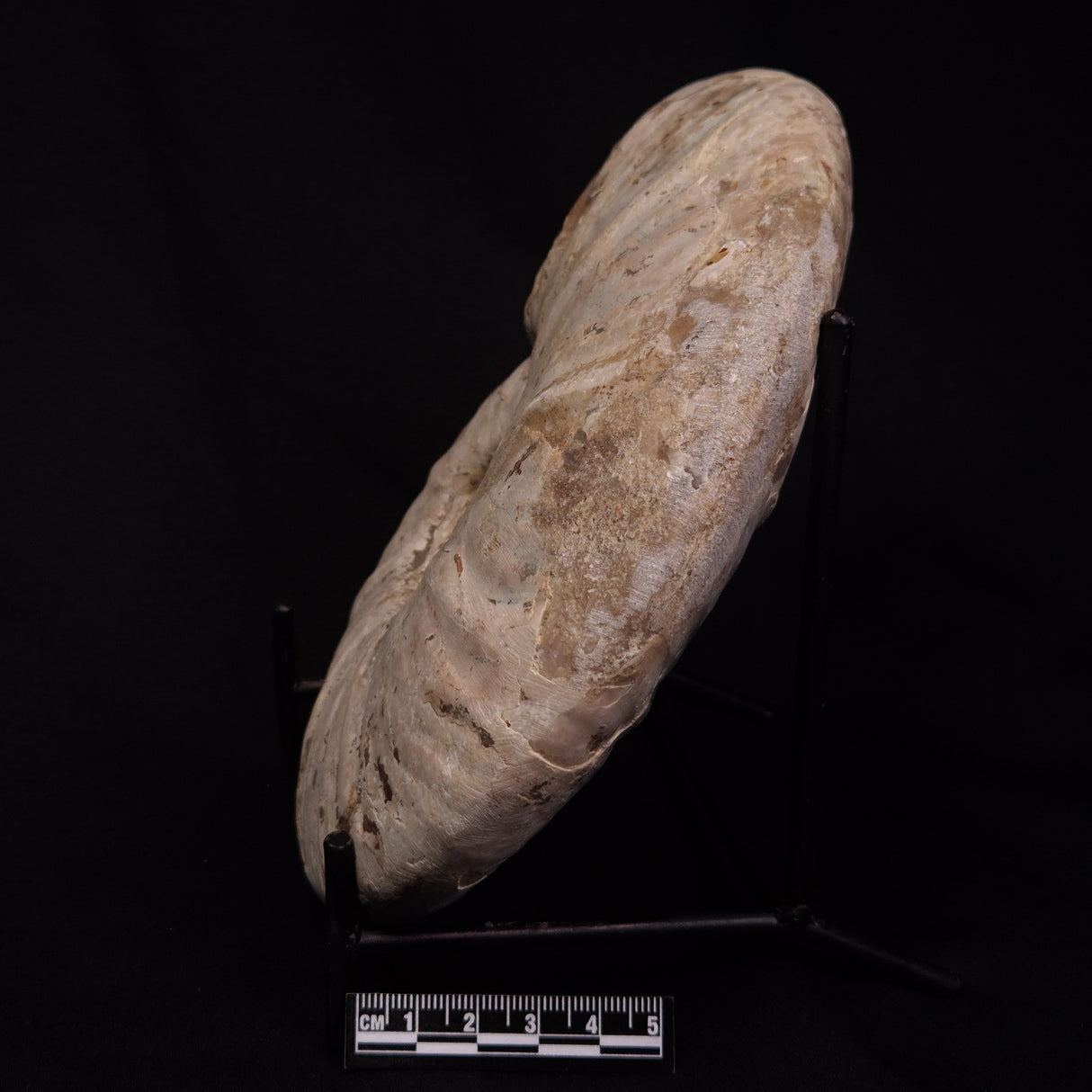 AMMONITE, Cretaceous, Madagascar XAM001