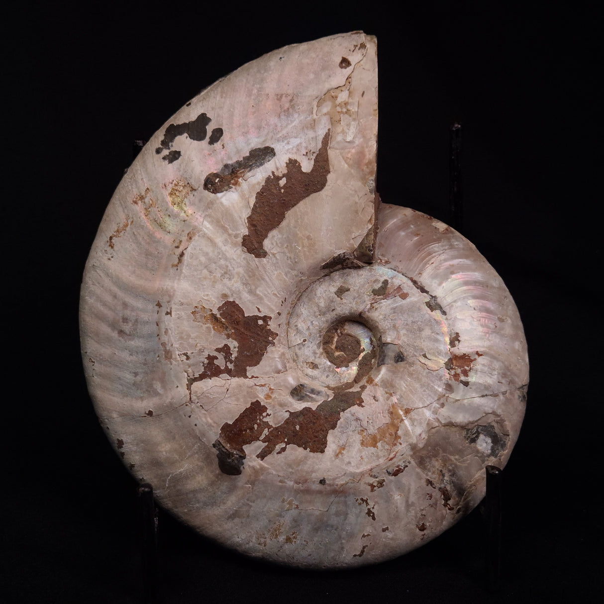 AMMONITE, Cretaceous, Madagascar XAM002