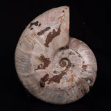 AMMONITE, Cretaceous, Madagascar XAM002