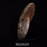 AMMONITE, Cretaceous, Madagascar XAM002