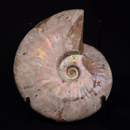 AMMONITE, Cretaceous, Madagascar XAM003