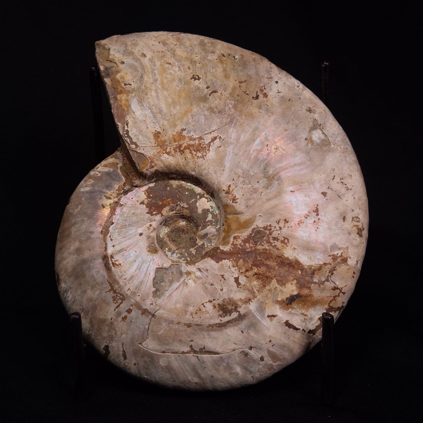 AMMONITE, Cretaceous, Madagascar XAM003