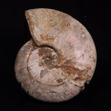 AMMONITE, Cretaceous, Madagascar XAM003
