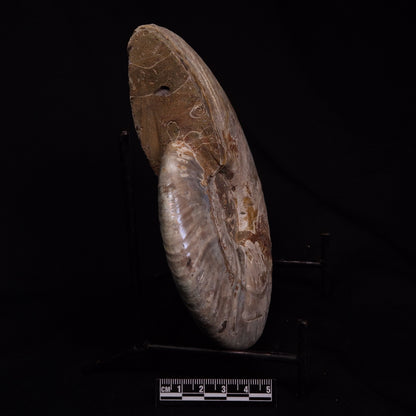 AMMONITE, Cretaceous, Madagascar XAM003