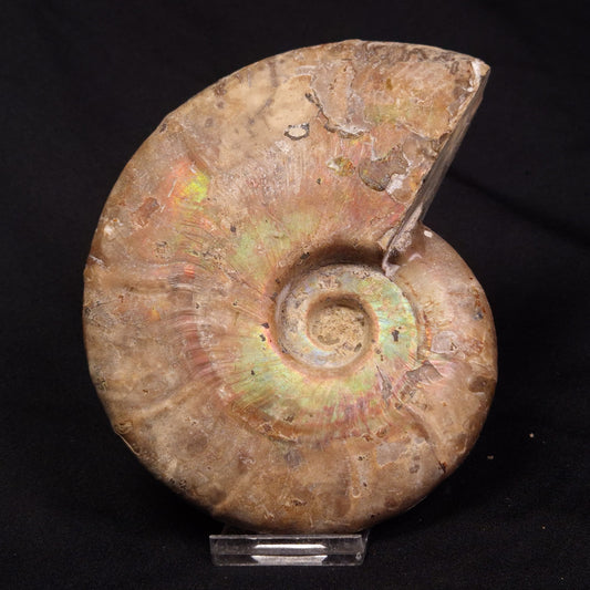 AMMONITE, Cretaceous, Madagascar XAM004