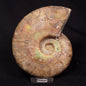 AMMONITE, Cretaceous, Madagascar XAM004