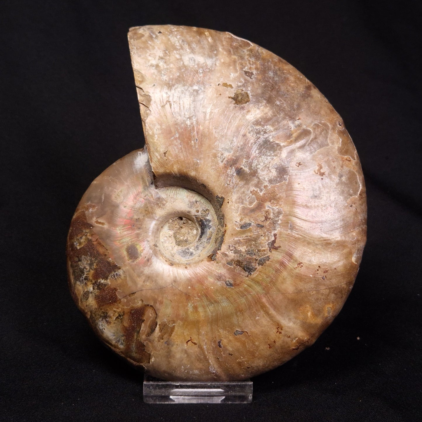 AMMONITE, Cretaceous, Madagascar XAM004