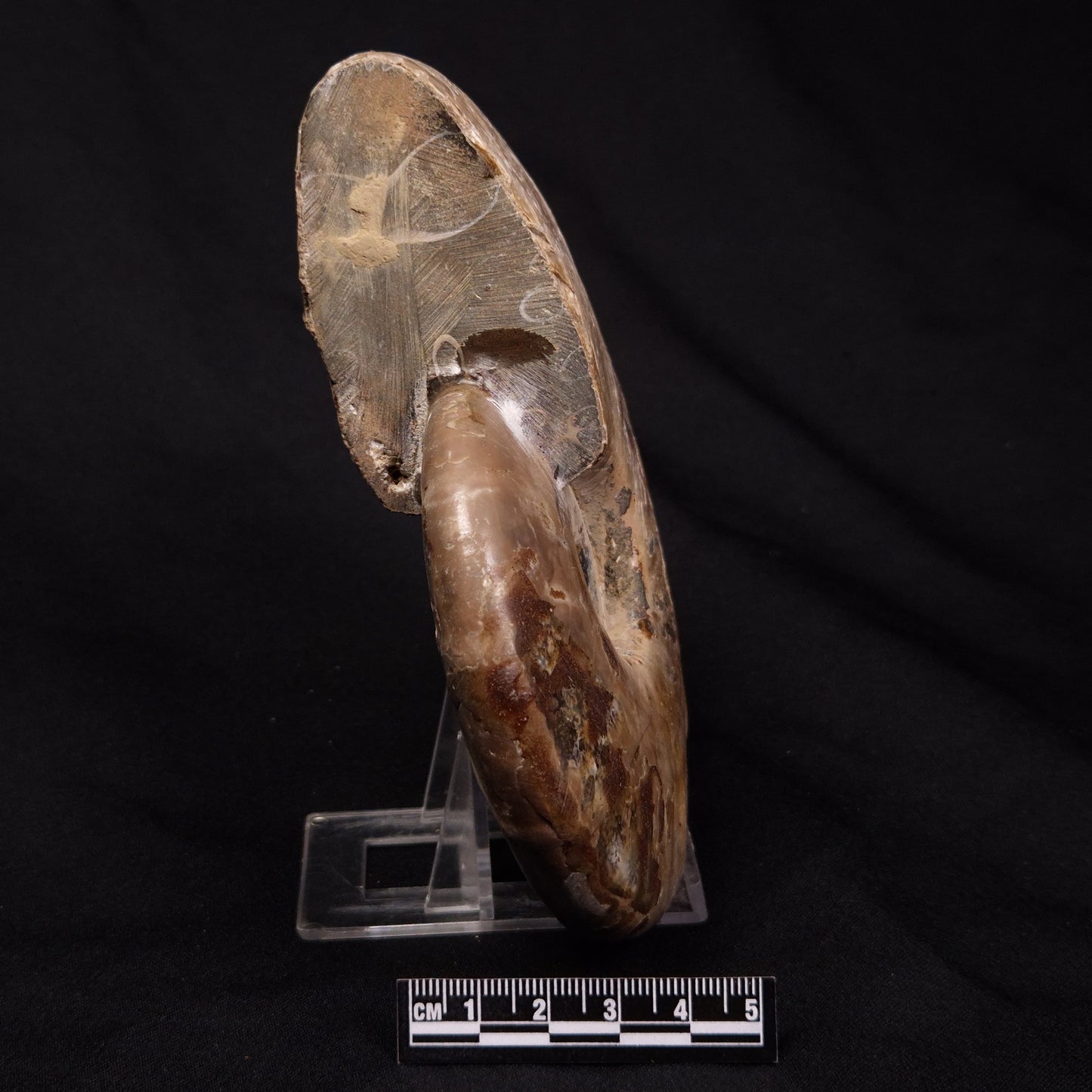 AMMONITE, Cretaceous, Madagascar XAM004