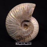 AMMONITE, Cretaceous, Madagascar XAM005