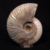 AMMONITE, Cretaceous, Madagascar XAM005