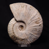 AMMONITE, Cretaceous, Madagascar XAM005