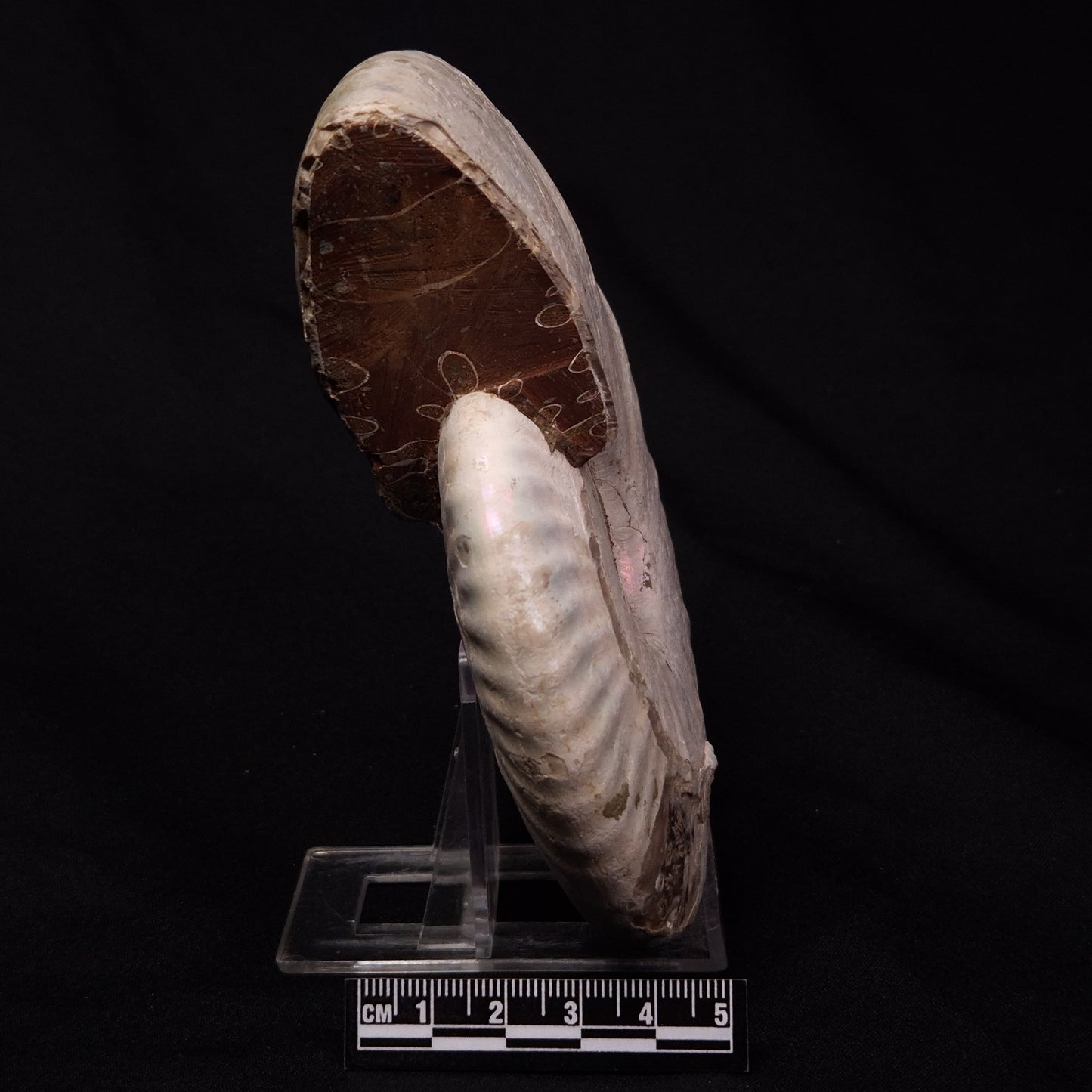 AMMONITE, Cretaceous, Madagascar XAM005
