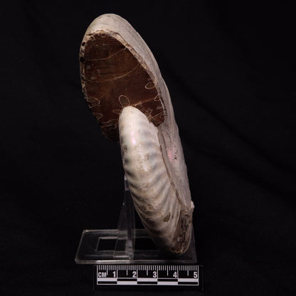 AMMONITE, Cretaceous, Madagascar XAM005