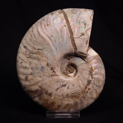 AMMONITE, Cretaceous, Madagascar XAM006