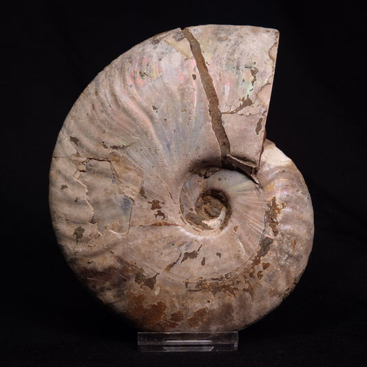 AMMONITE, Cretaceous, Madagascar XAM006