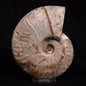 AMMONITE, Cretaceous, Madagascar XAM006