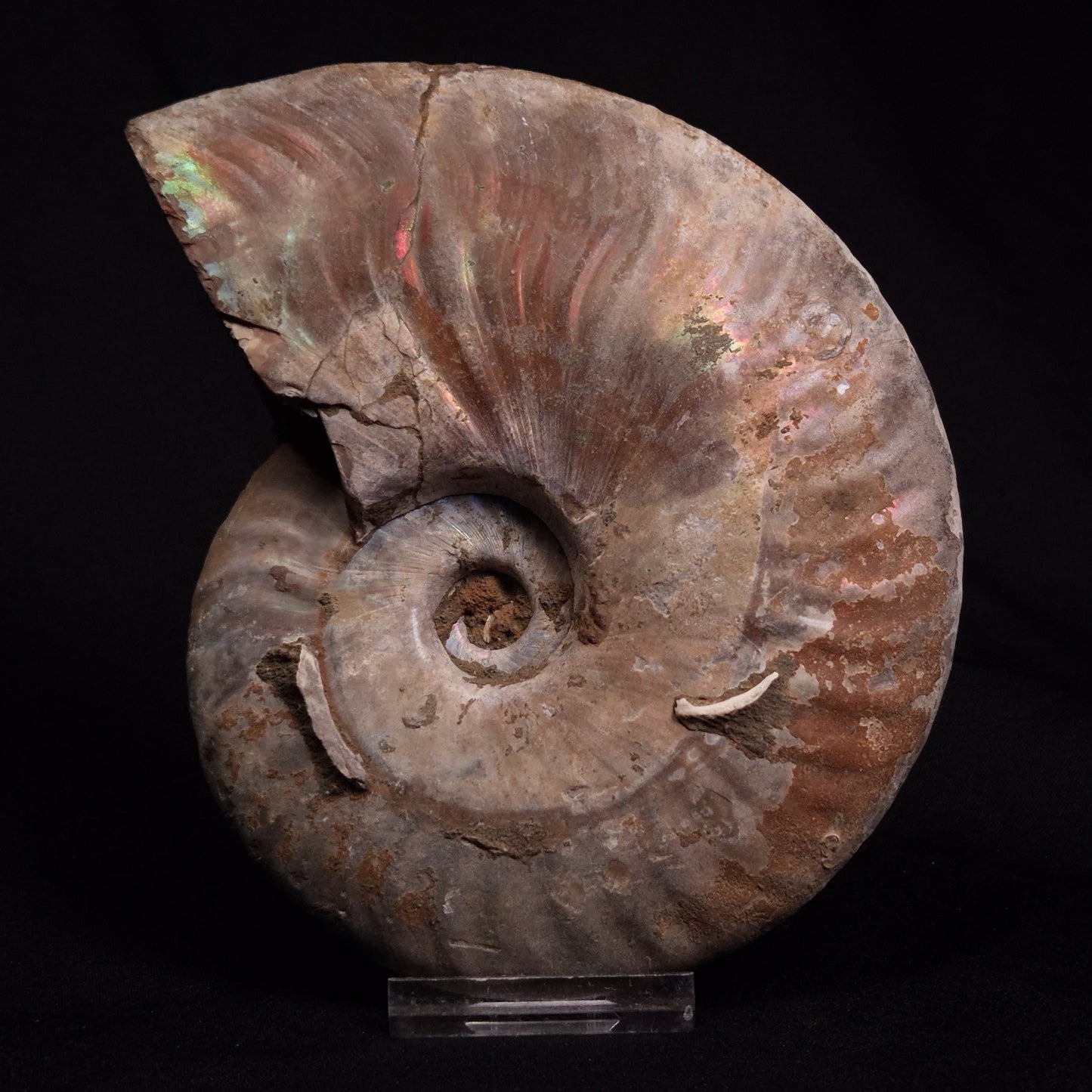 AMMONITE, Cretaceous, Madagascar XAM006