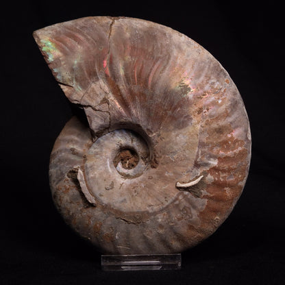 AMMONITE, Cretaceous, Madagascar XAM006