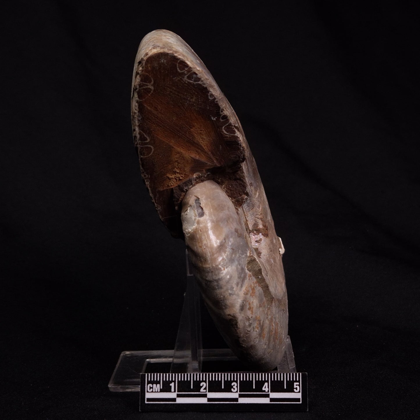 AMMONITE, Cretaceous, Madagascar XAM006