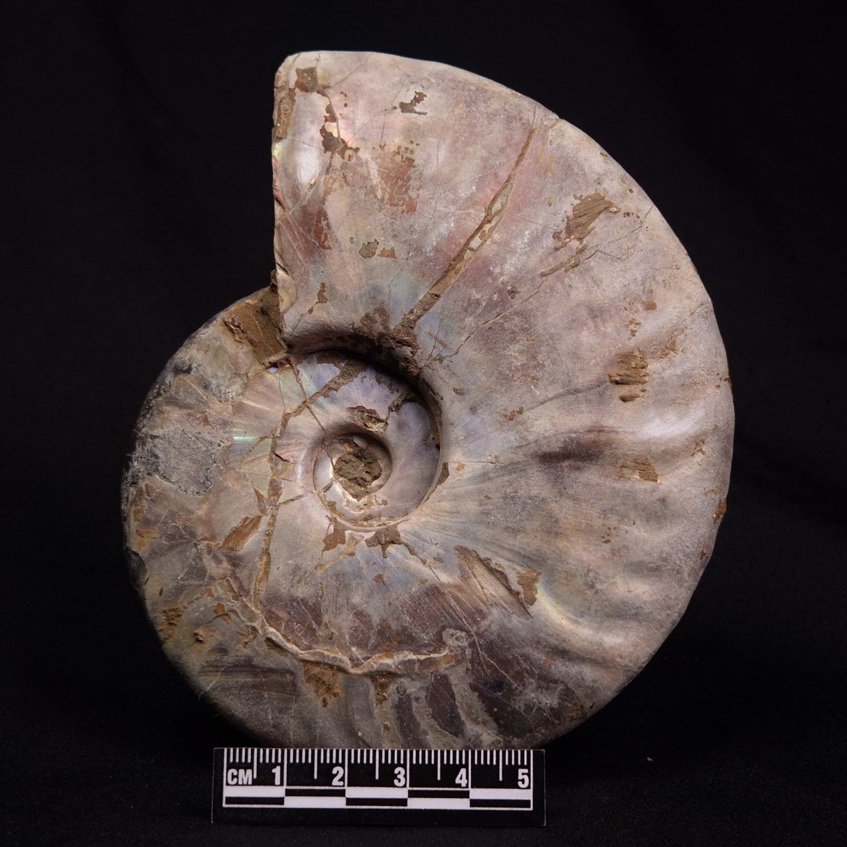 AMMONITE, Cretaceous, Madagascar XAM007