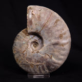 AMMONITE, Cretaceous, Madagascar XAM007