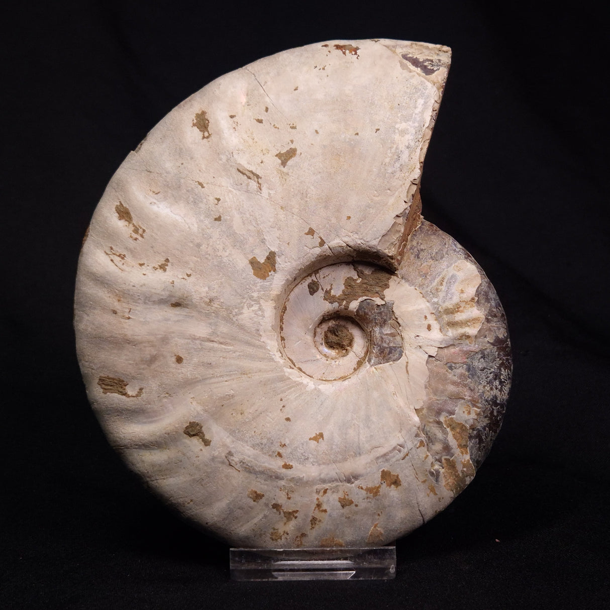 AMMONITE, Cretaceous, Madagascar XAM007
