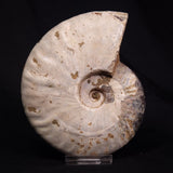 AMMONITE, Cretaceous, Madagascar XAM007