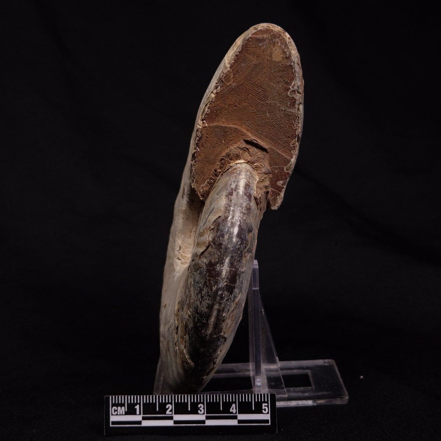 AMMONITE, Cretaceous, Madagascar XAM007