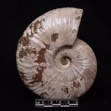 AMMONITE, Cretaceous, Madagascar XAM008