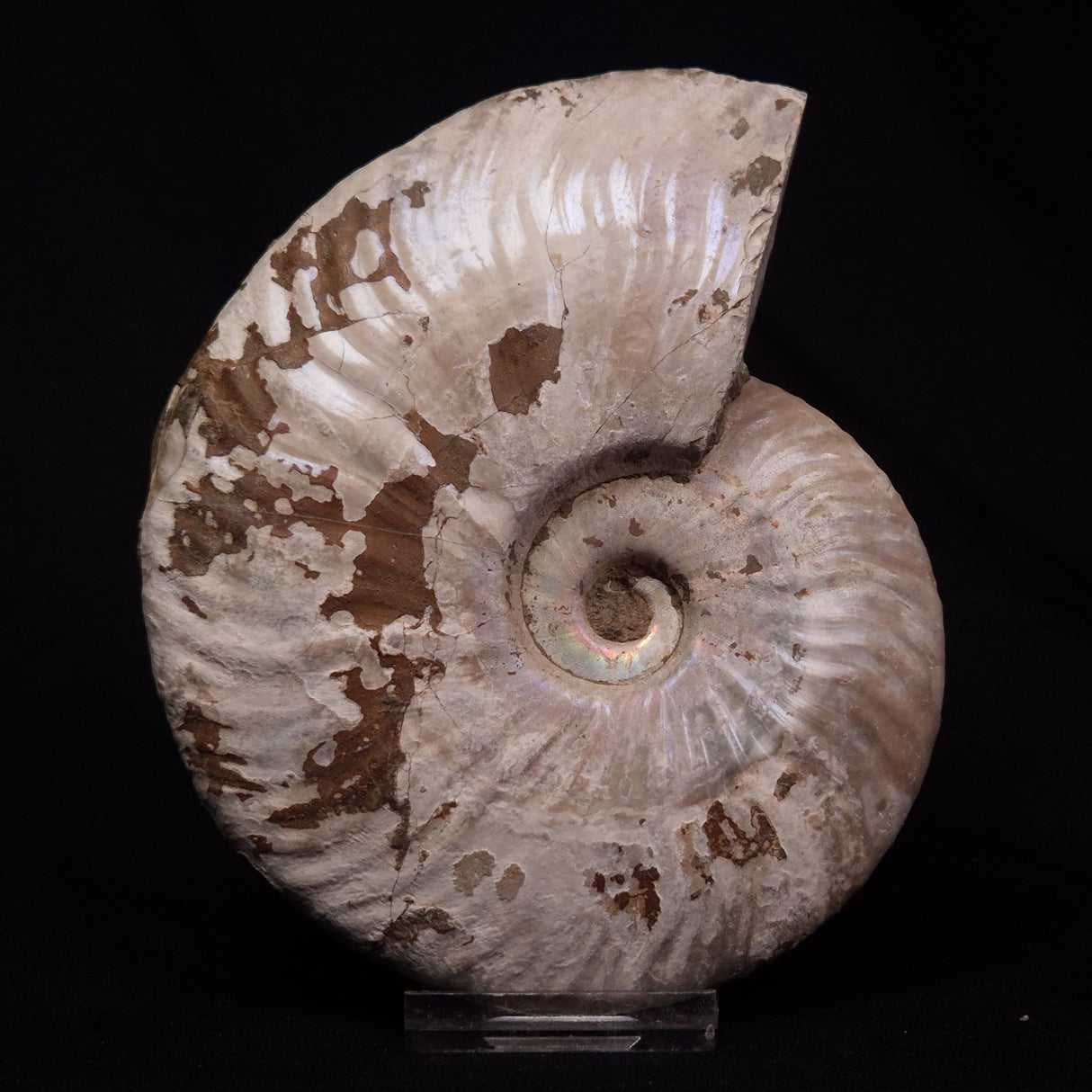 AMMONITE, Cretaceous, Madagascar XAM008