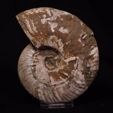 AMMONITE, Cretaceous, Madagascar XAM008