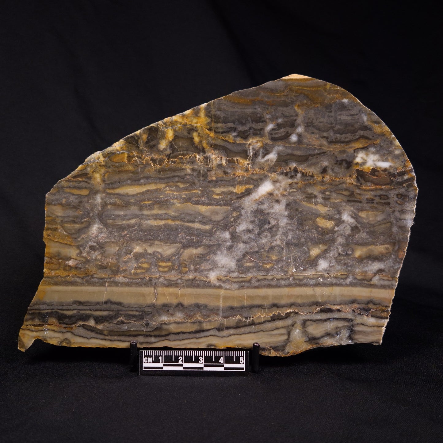 STROMATOLITE, Duck Creek, Lower Proterozoic, Australia ZDC014