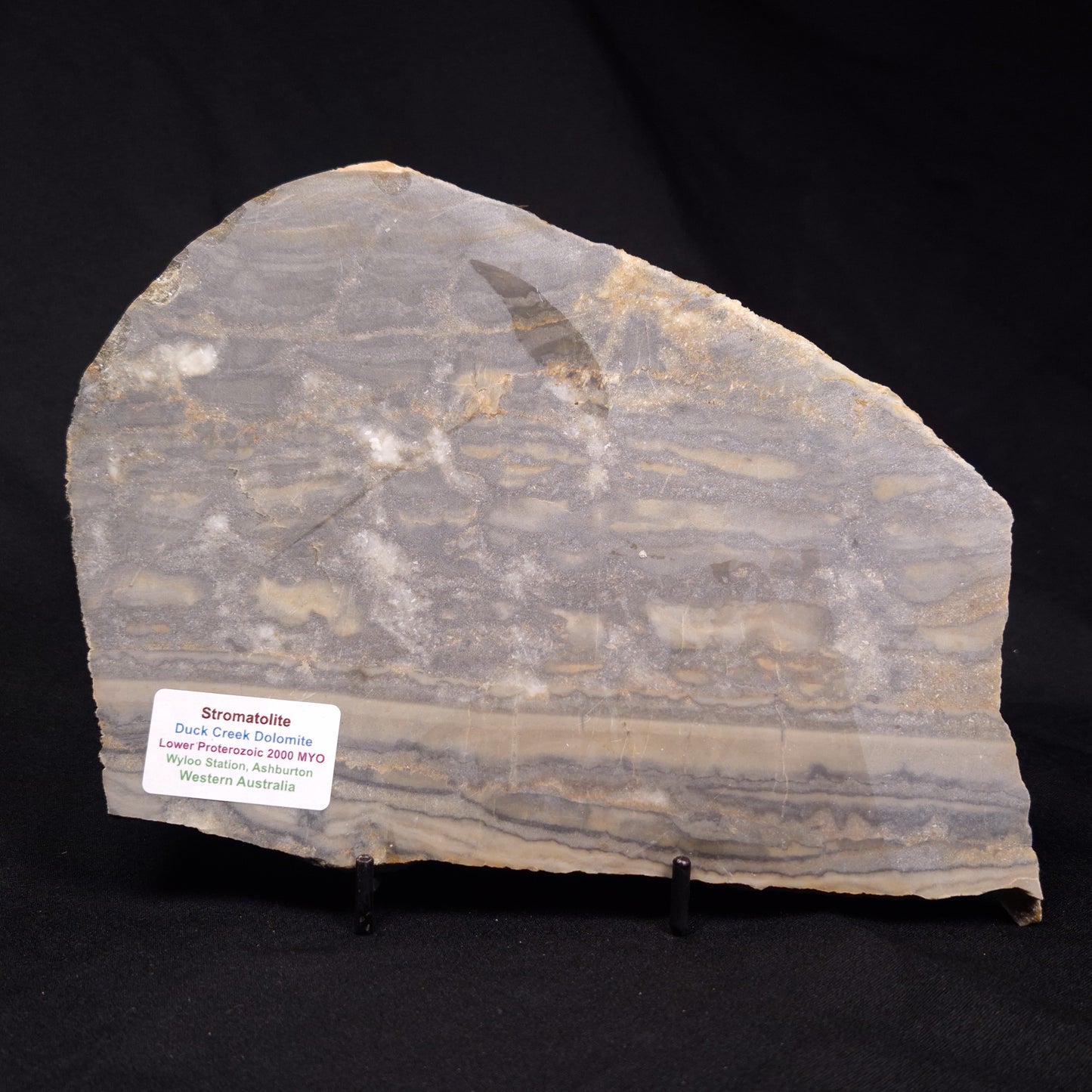 STROMATOLITE, Duck Creek, Lower Proterozoic, Australia ZDC014