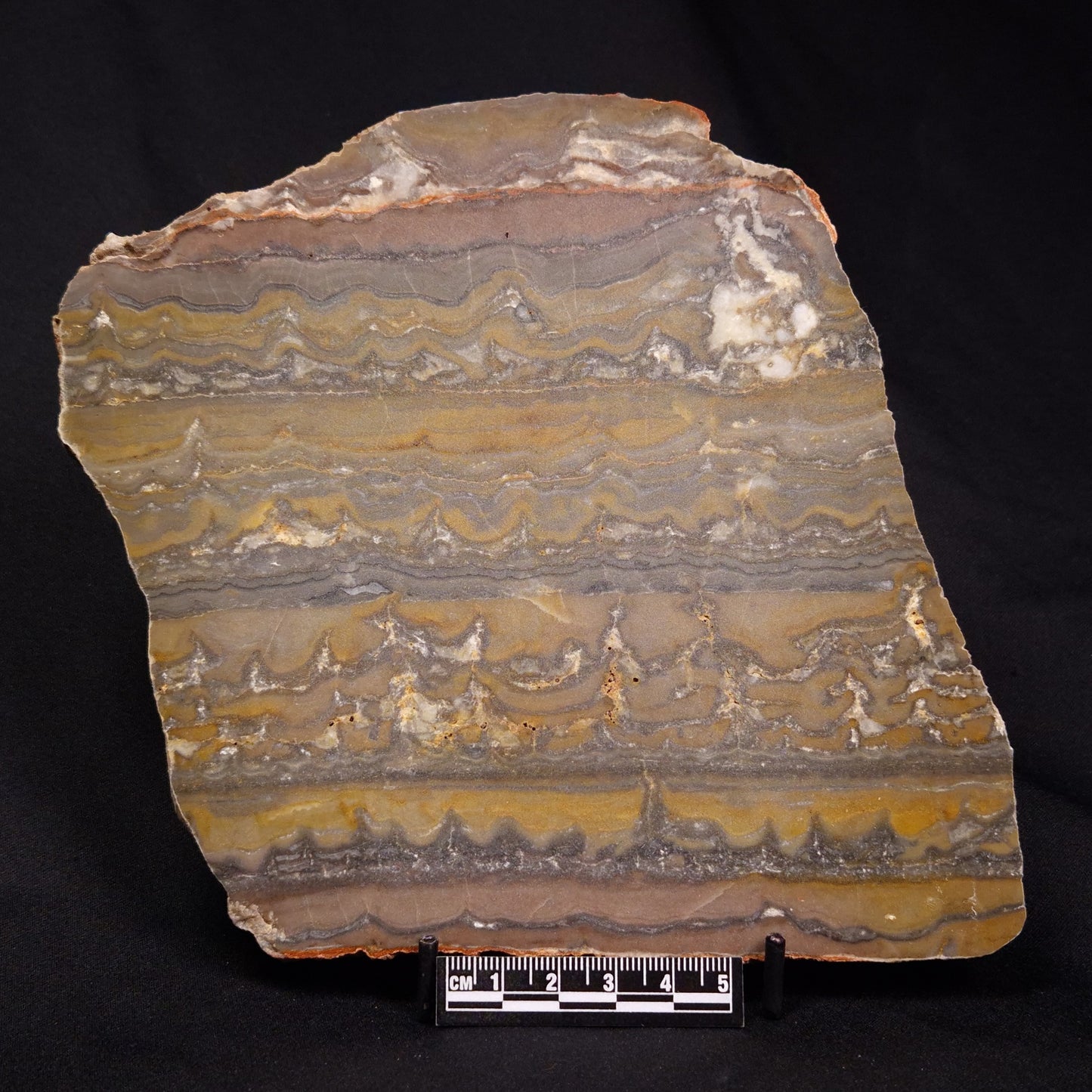 STROMATOLITE, Duck Creek, Lower Proterozoic, Australia ZDC015