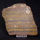 STROMATOLITE, Duck Creek, Lower Proterozoic, Australia ZDC015