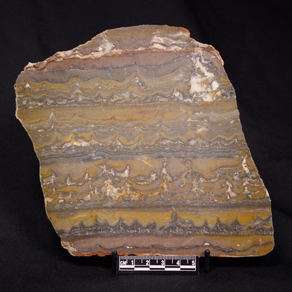 STROMATOLITE, Duck Creek, Lower Proterozoic, Australia ZDC015