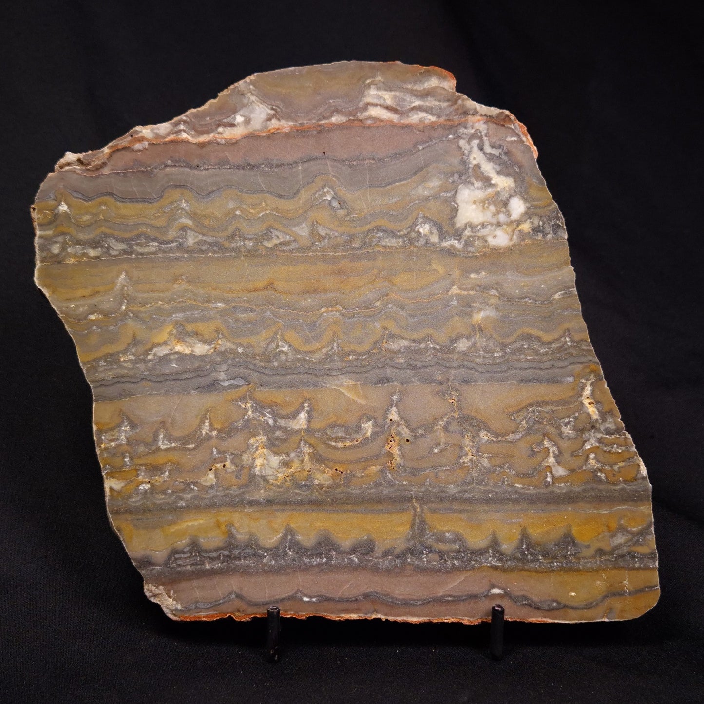 STROMATOLITE, Duck Creek, Lower Proterozoic, Australia ZDC015