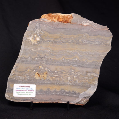 STROMATOLITE, Duck Creek, Lower Proterozoic, Australia ZDC015