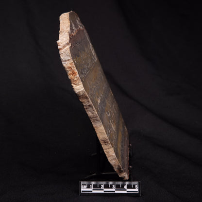 STROMATOLITE, Duck Creek, Lower Proterozoic, Australia ZDC015