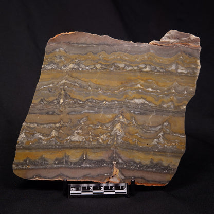 STROMATOLITE, Duck Creek, Lower Proterozoic, Australia ZDC016