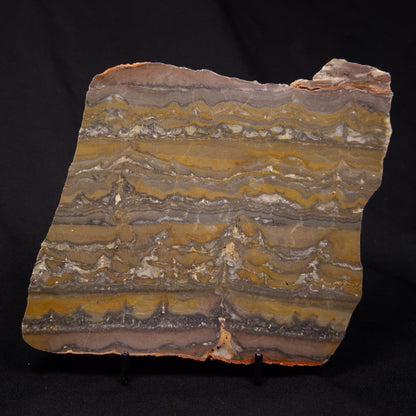 STROMATOLITE, Duck Creek, Lower Proterozoic, Australia ZDC016