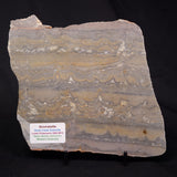 STROMATOLITE, Duck Creek, Lower Proterozoic, Australia ZDC016
