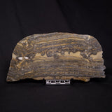 STROMATOLITE, Duck Creek, Lower Proterozoic, Australia ZDC017