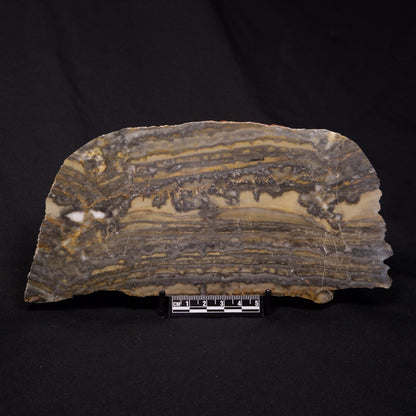 STROMATOLITE, Duck Creek, Lower Proterozoic, Australia ZDC017