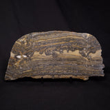 STROMATOLITE, Duck Creek, Lower Proterozoic, Australia ZDC017