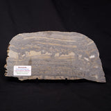 STROMATOLITE, Duck Creek, Lower Proterozoic, Australia ZDC017