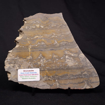 STROMATOLITE, Duck Creek, Lower Proterozoic, Australia ZDC018