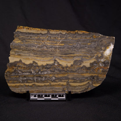 STROMATOLITE, Duck Creek, Lower Proterozoic, Australia ZDC019