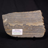 STROMATOLITE, Duck Creek, Lower Proterozoic, Australia ZDC019